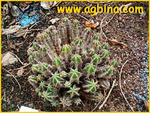   ( Euphorbia phillipsiae )