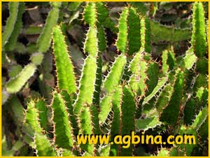   ( Euphorbia pseudocactus )