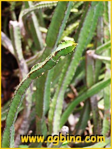   ( Euphorbia quadrangularis )