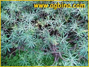    ( Euphorbia regis-jubae )
