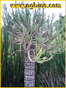    ( Euphorbia tetragona )