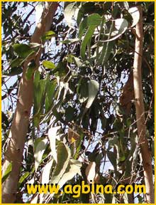    ( Eucalyptus calophylla )