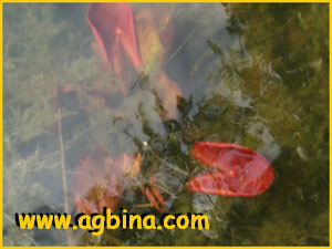   ( Polygonum amphibium / Persicaria amphibia )