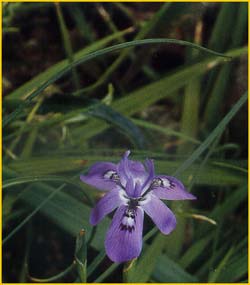   ( Moraea fugax var. filicaulis )