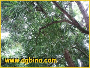   ( Podocarpus macrophyllus )