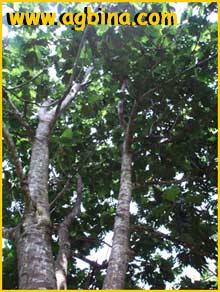   /   ( Artocarpus altilis )