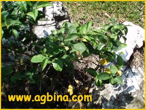   ( Brunfelsia uniflora )