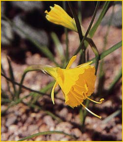   .  ( Narcissus bulbocodium var. nivalis )