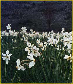   /  ( Narcissus poeticus )