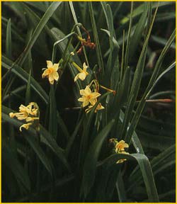  .  ( Narcissus t azetta ssp. aureus)