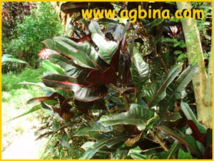   ( Codieum variegatum )