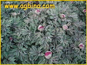    ( Paeonia humilis / officinalis sub. humilis / officinalis sub. microcarpa )