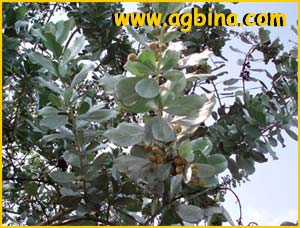    ( Conocarpus erectus var. sericeus)