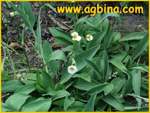   (  Ranunculus amplexicaulis )