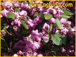   .  ( Rhododendron dauricum var. sempervirens )
