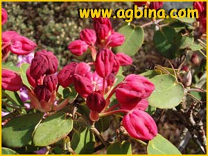    ( Rhododendron orbiculare )