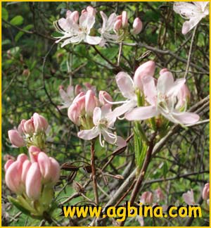    ( Rhododendron vaseyi )