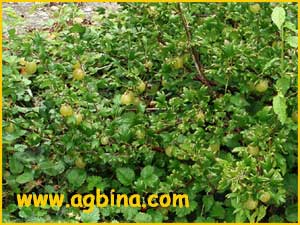   /   ( Ribes uva-crispa / Ribes grossularia )