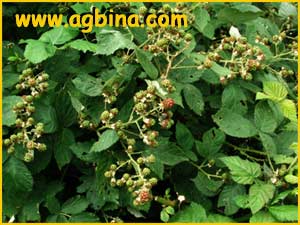   ( Rubus ursinus )