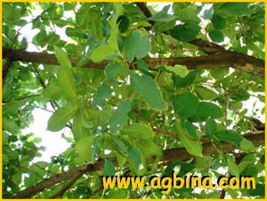   ( Croton roxburghii / laevigatus / oblongifolius )