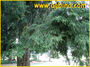   ( Dacrycarpus imbricatus )