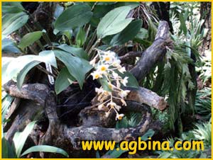    ( Dendrobium densiflorum )