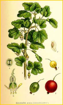   /   ( Ribes uva-crispa / Ribes grossularia ) Bilder ur Nordens Flora (1901-1905) by Carl Lindman 