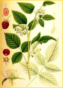   ( Rubus idaeus ) Bilder ur Nordens Flora (1901-1905) by Carl Lindman