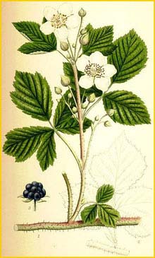  /   ( Rubus caesius ) Bilder ur Nordens Flora (1901-1905) by Carl Lindman