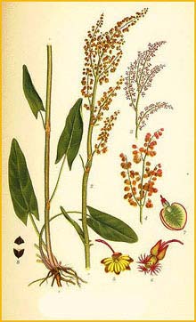   ( Rumex acetosa ) Bilder ur Nordens Flora (1901-1905) by Carl Lindman