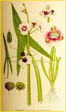   ( Sagittaria sagittifolia ) Bilder ur Nordens Flora (1901-1905) by Carl Lindman