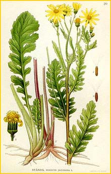   /  ( Senecio jacobaea ) Bilder ur Nordens Flora (1901-1905) by Carl Lindman
