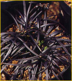   ( Ophiopogon planiscapus nigrescens)