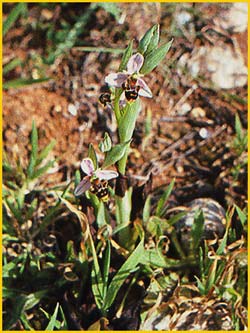    ( phrys scolopax ssp. scolopax )