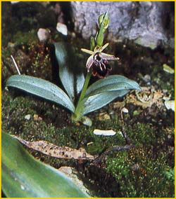    ( phrys sphegodes / sphecodes / aranifera )