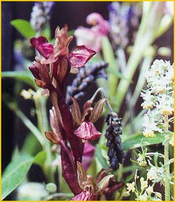   ( Orchis collina )
