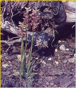   .  ( Orchis coriophora ssp. fragrans )