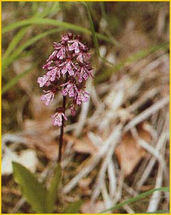  /   ( Orchis / Cynorkis purpurascens )