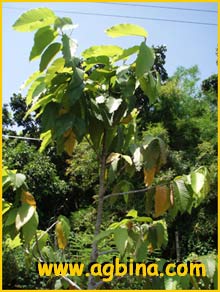   ( Dipterocarpus alatus )