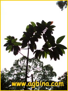   ( Dipterocarpus baudii )