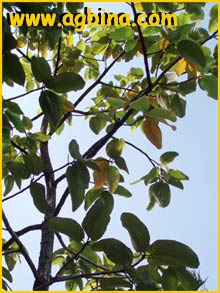    ( Dipterocarpus obtusifolius )