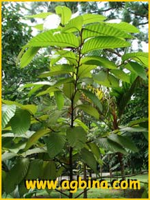    ( Dipterocarpus tempehes )