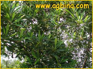   ( Elaeocarpus grandiflorus)