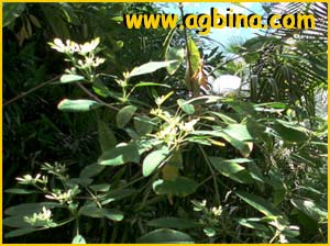   ( Euphorbia leucocephala )