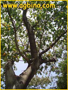  ( Ficus fistulosa )