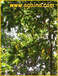  ( Ficus glaberrima )