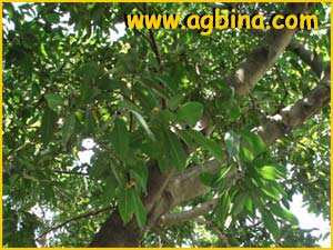   ( Ficus maclellandii )
