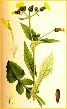   ( Sonchus oleraceus ) Bilder ur Nordens Flora (1901-1905) by Carl Lindman