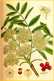   ( Sorbus aucuparia ) Bilder ur Nordens Flora (1901-1905) by Carl Lindman