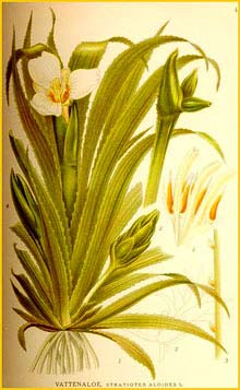   /  ( Stratiotes aloides ) Bilder ur Nordens Flora (1901-1905) by Carl Lindman